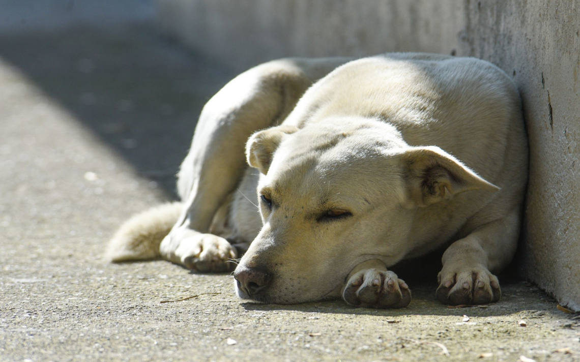 Perro