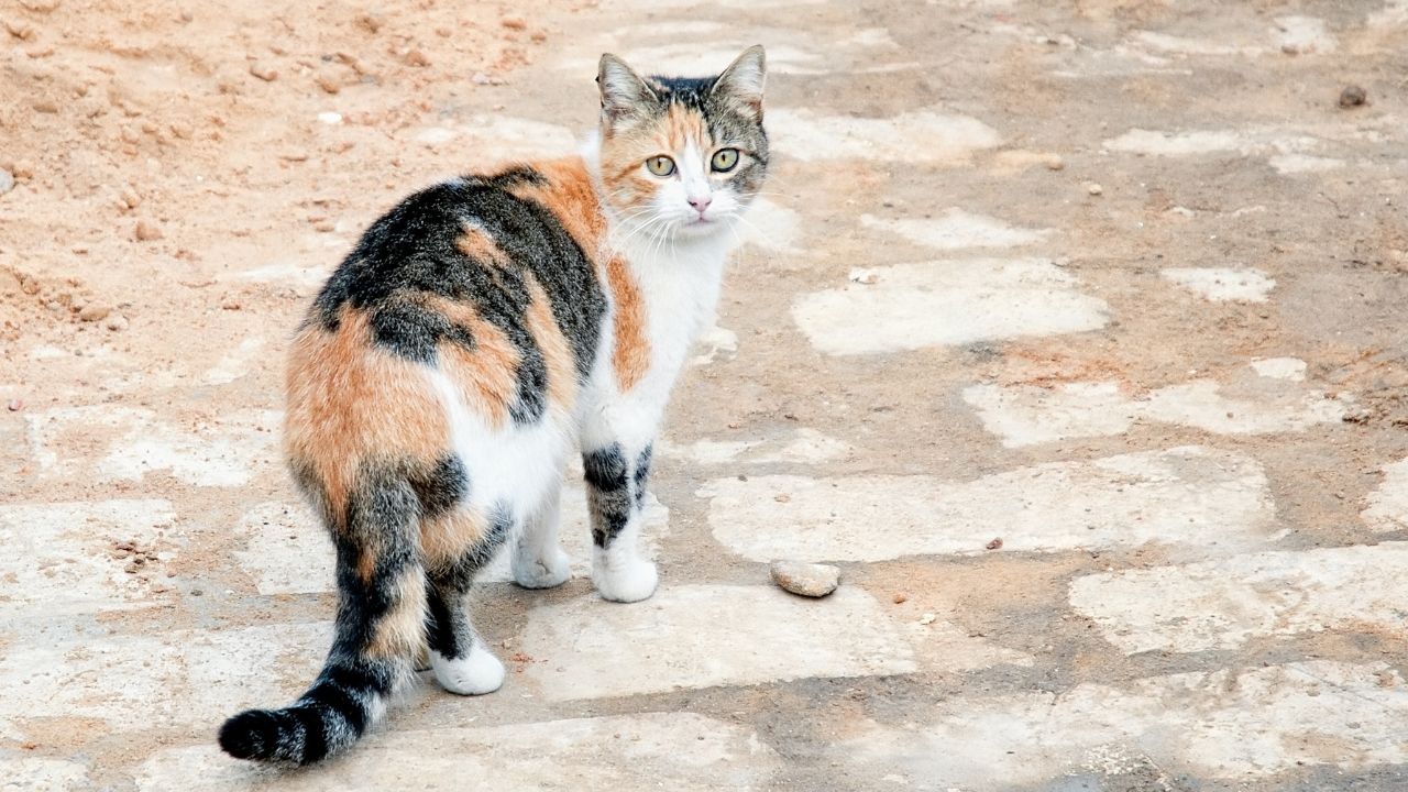 asesino-de-gatos