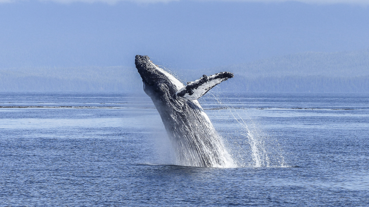 ballena