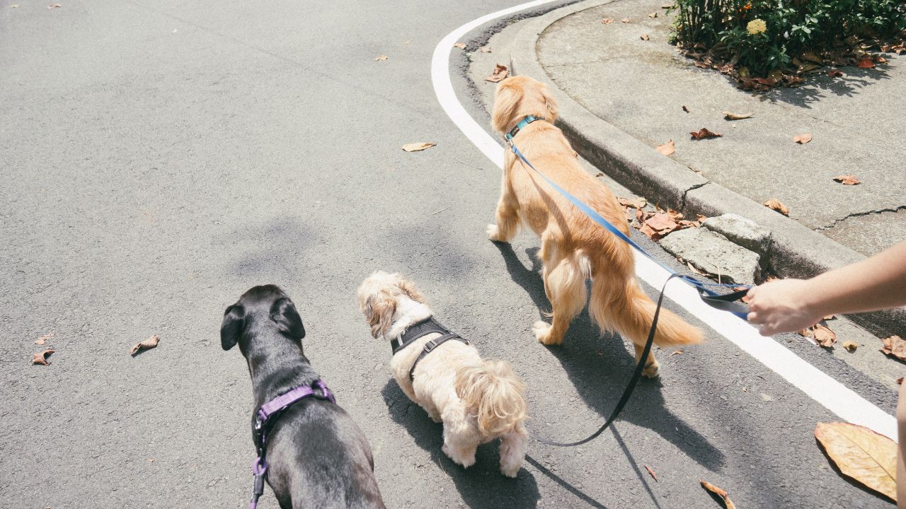 paseadores-de-perros