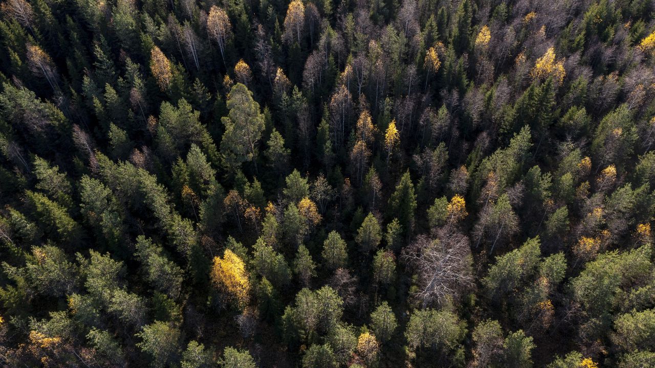 BosquesBoreales