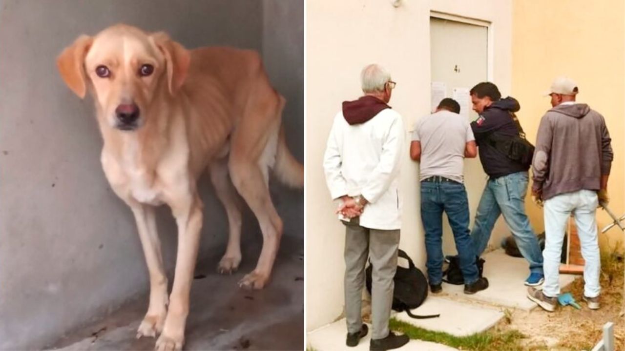 RescatePerritosHidalgo-1