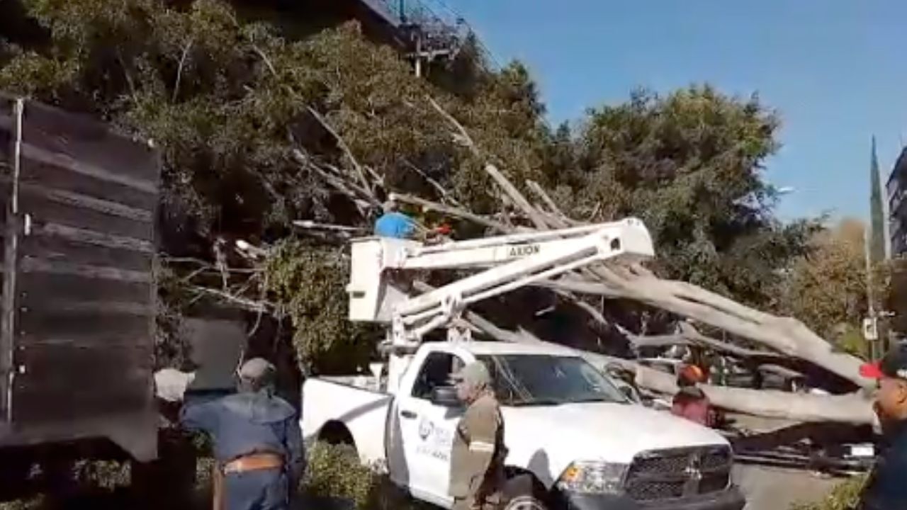 caida-de-arbol-Luz-Savinon