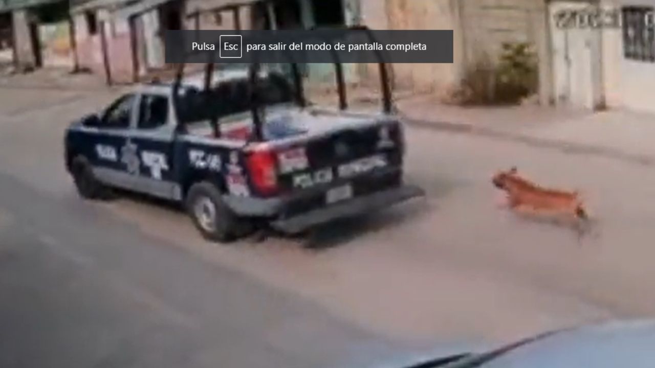 policias-arrastran-perrito