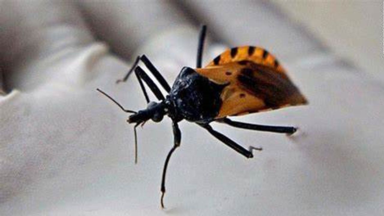 ChincheBesucona