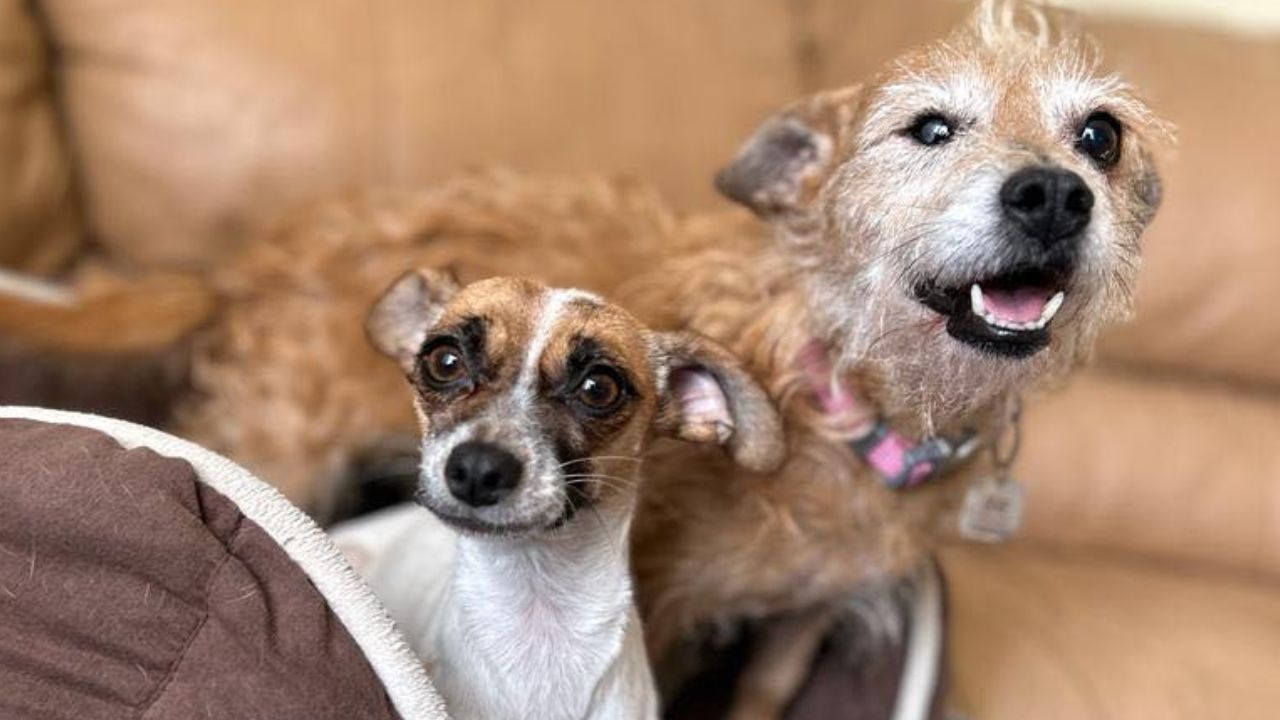 Perritos-envenenados-en-refugio-de-Nuevo-Leon