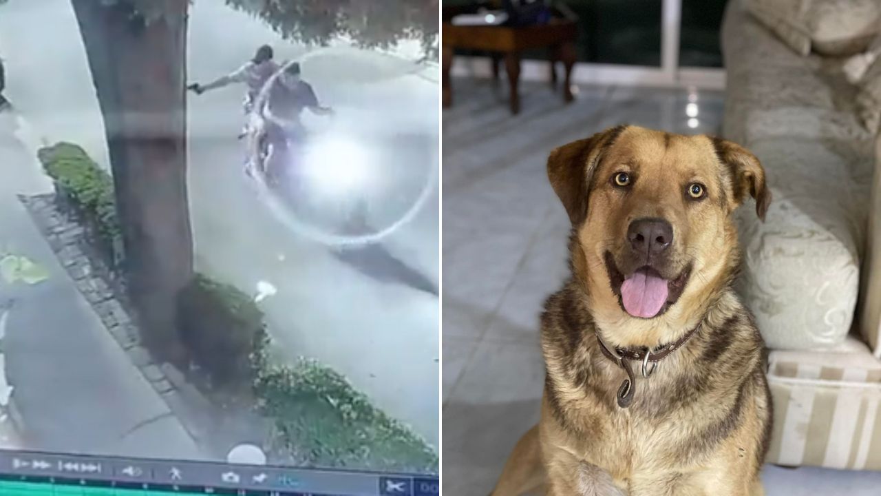 agresion-perrito-Texcoco