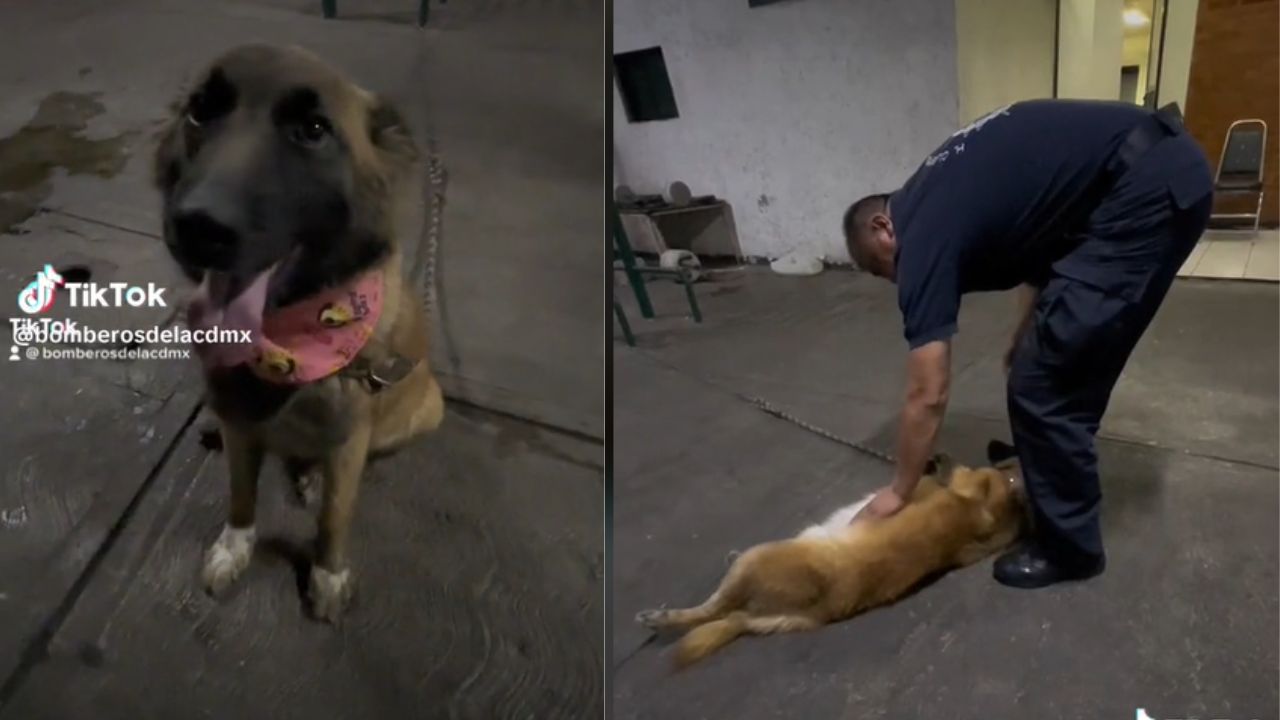 bomberos-rescatan-perrito-CDMX