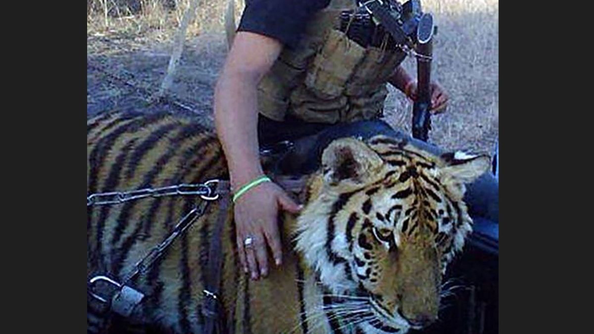 chaitos-tigres