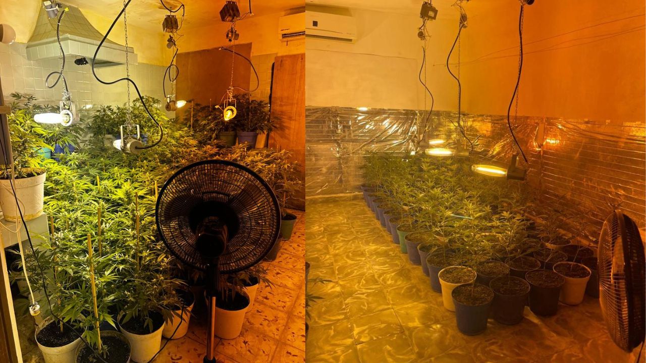 invernadero-mariguana-NL