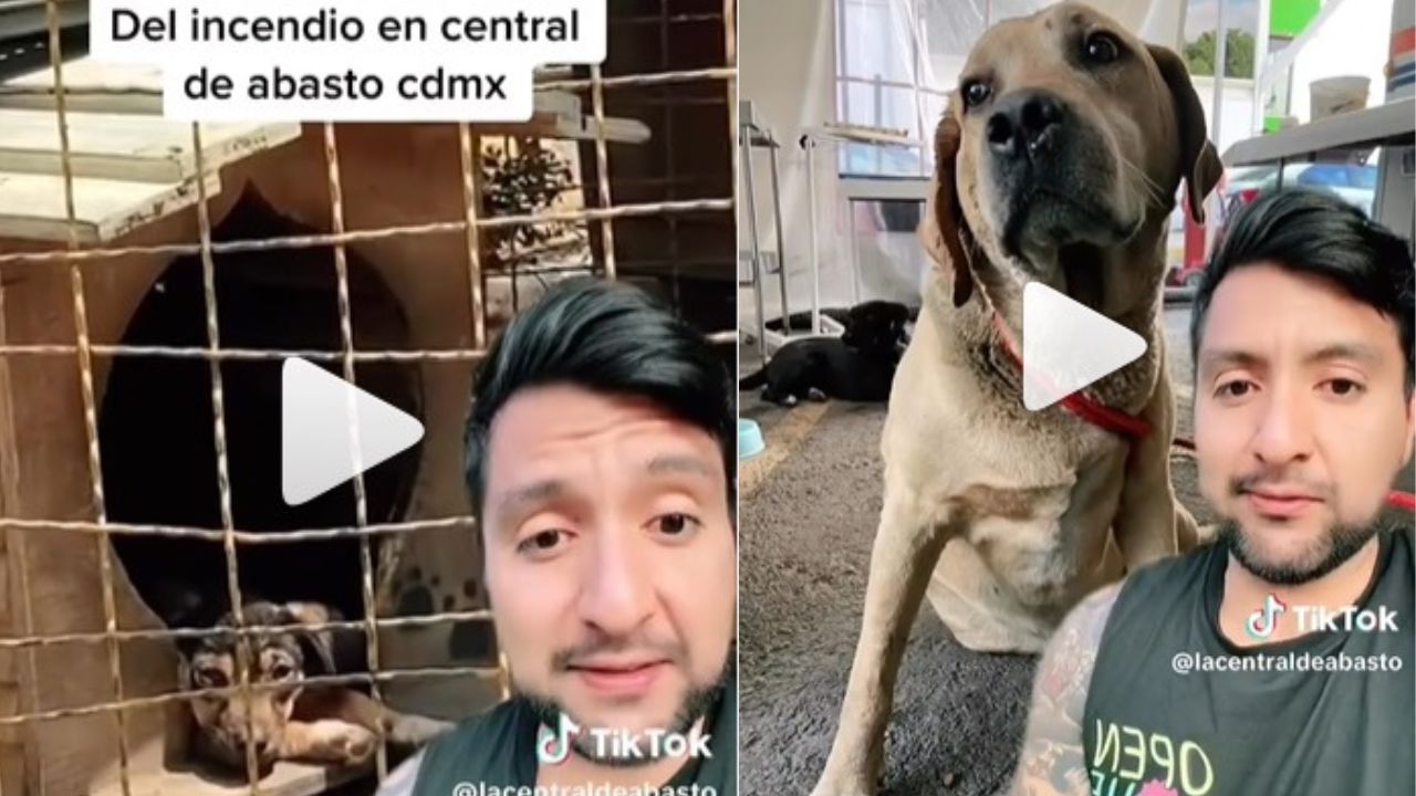 perritos-Central-de-Abastos