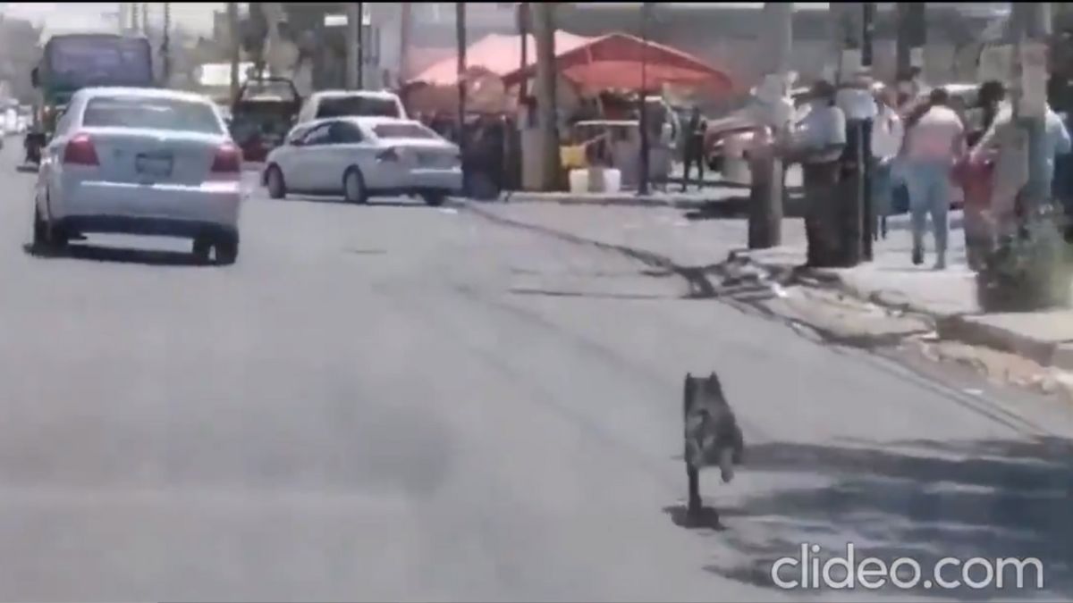 perritos-abandonados-guadalajara-