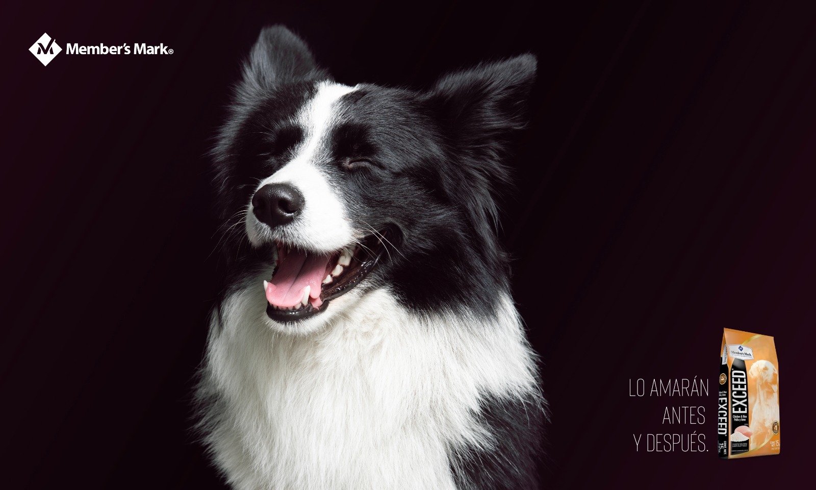 perritos felices (2)