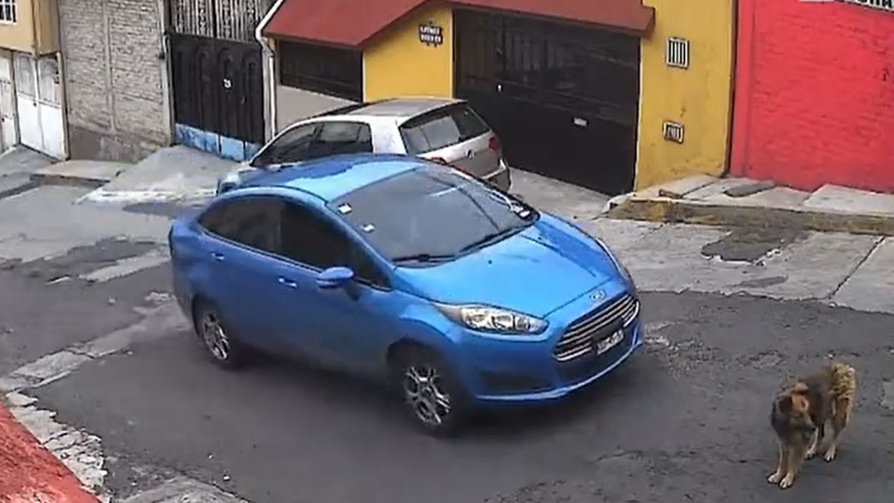 Atropellan-a-perrita-intencionalmente-en-Atizapan-de-Zaragoza