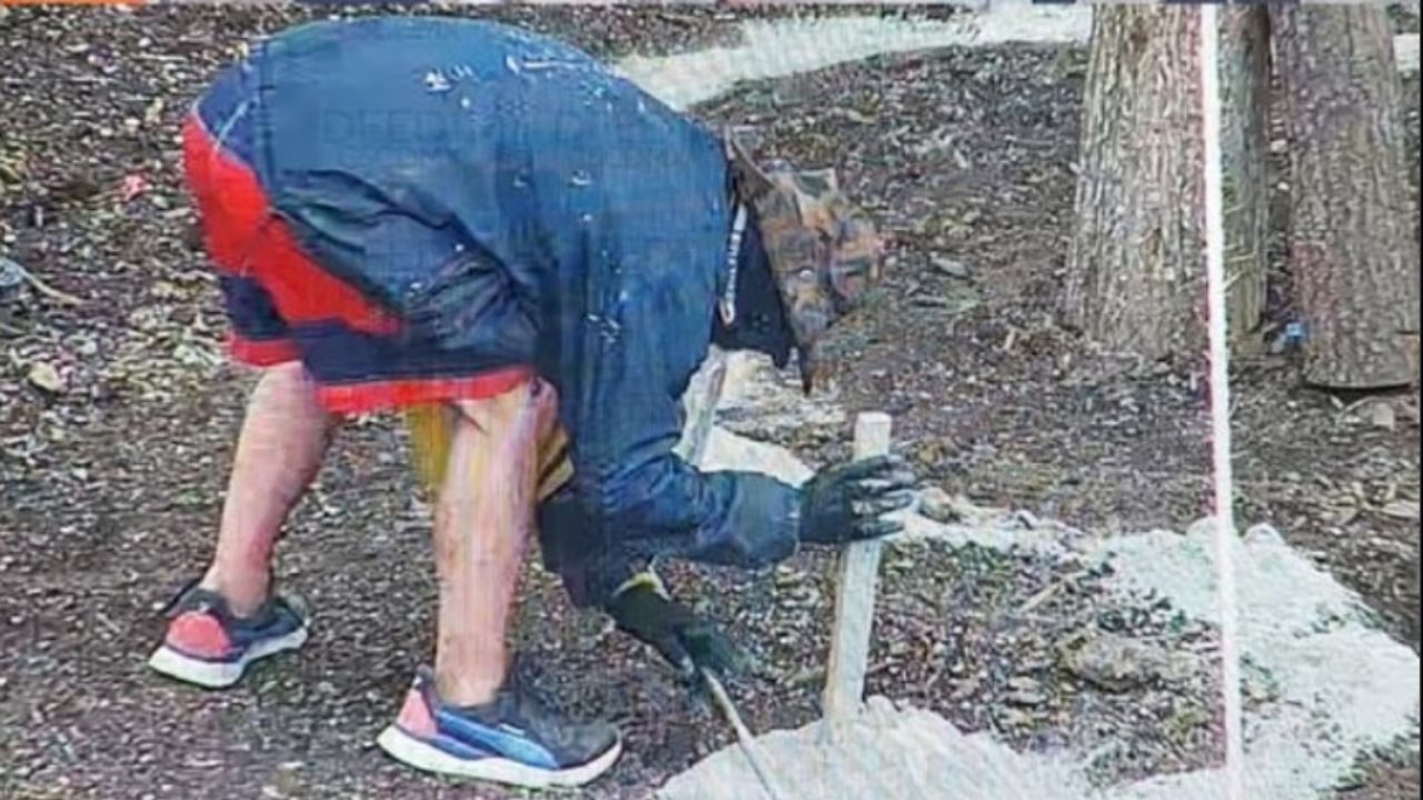 Hombre-riega-cemento-al-nuevo-ahuehuete-del-Paseo-de-la-Reforma