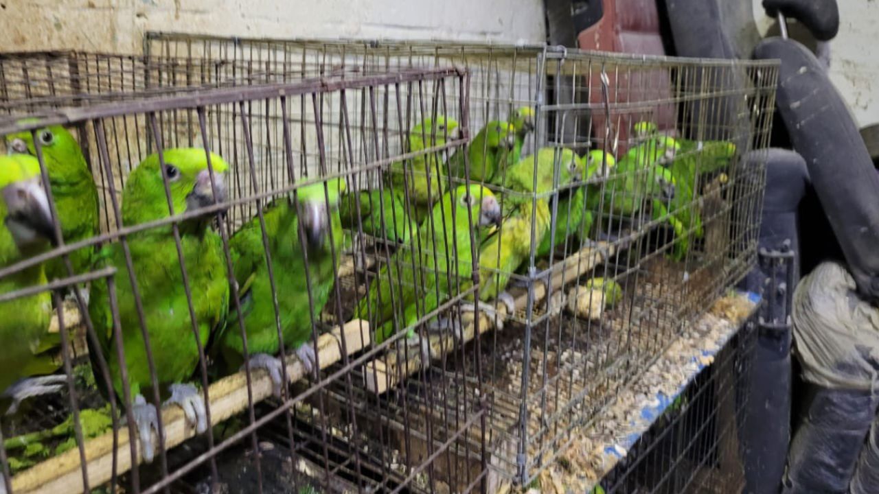 Rescatan-a-mas-de-mil-500-aves-en-peligro-de-extincion-en-Iztapalapa