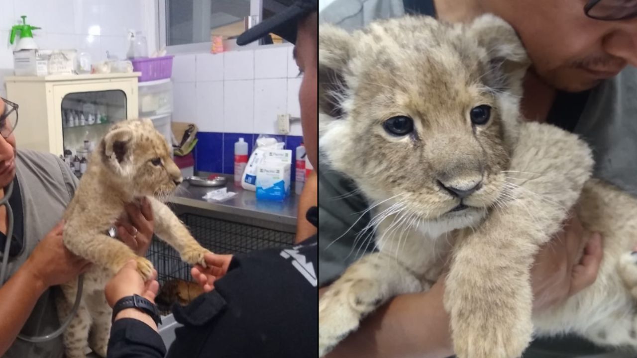 Rescatan-a-un-cachorrito-de-leon-tras-operativo-en-la-CDMX