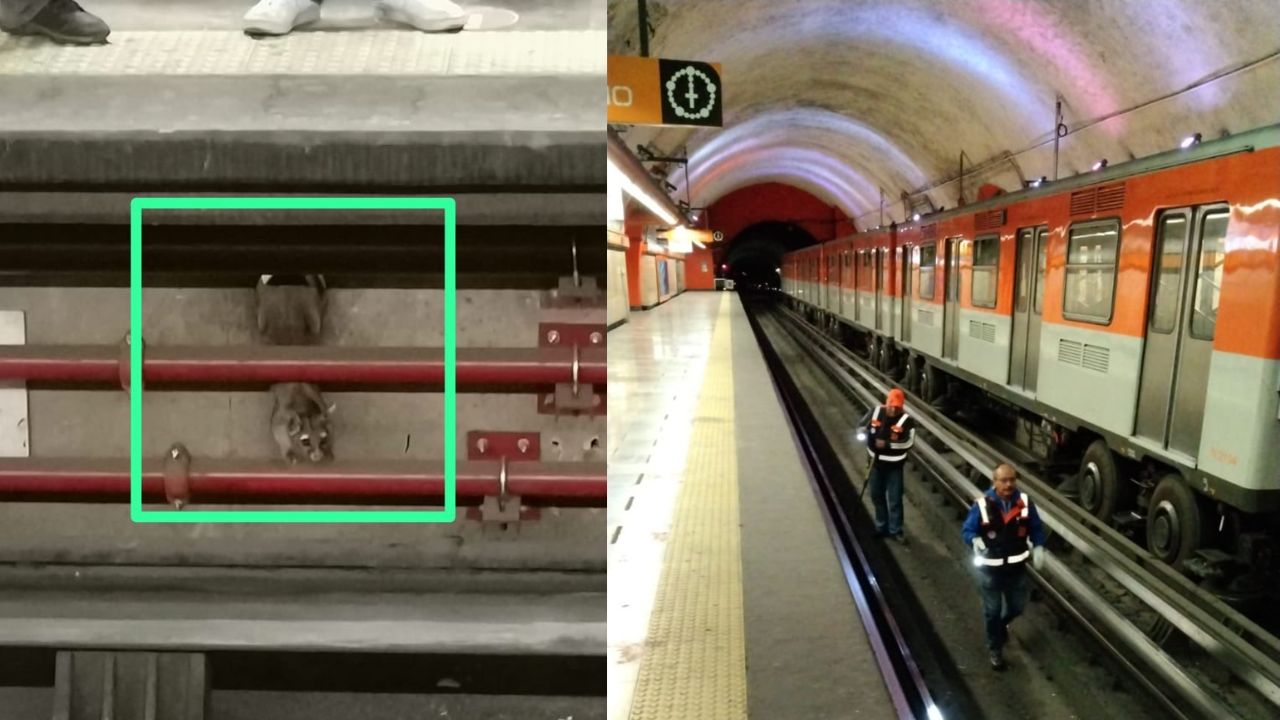 cacomixtle-metro