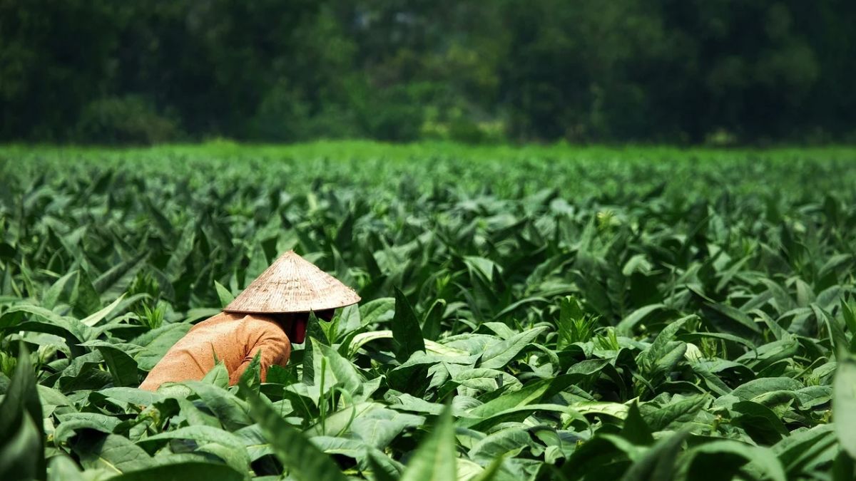tabaco-oms-productores-cultivo