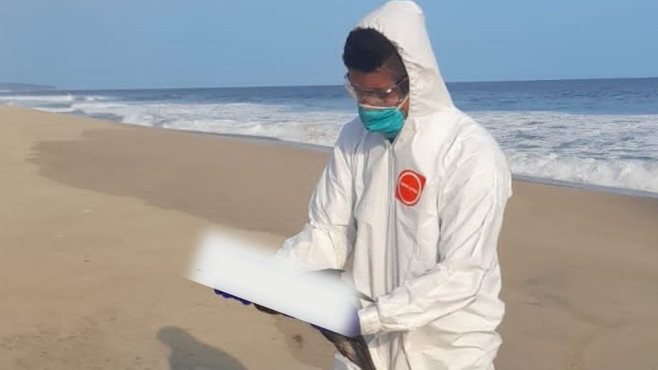 el-nino-aves-pacifico