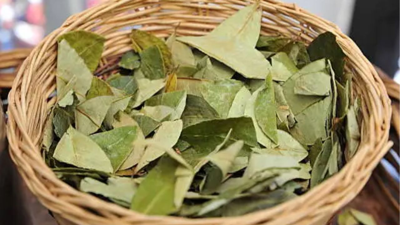 HojaDeCoca