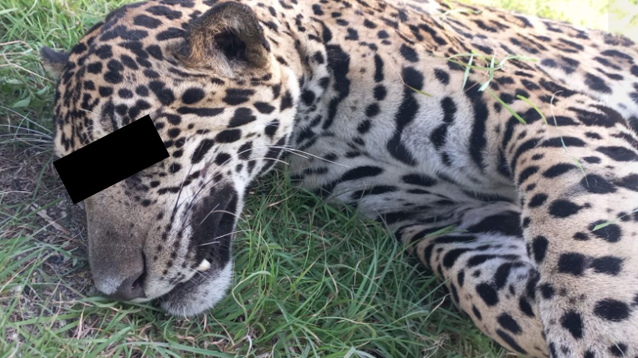 Jaguar-fallece-tras-ser-atropellado-en-la-Cancun-Chetumal-QRoo