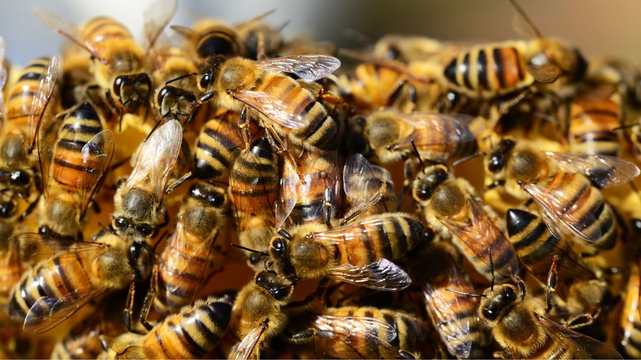 enjambre-de-abejas-mata-a-un-hombre-en-tlahuelilpan-hidalgo-1