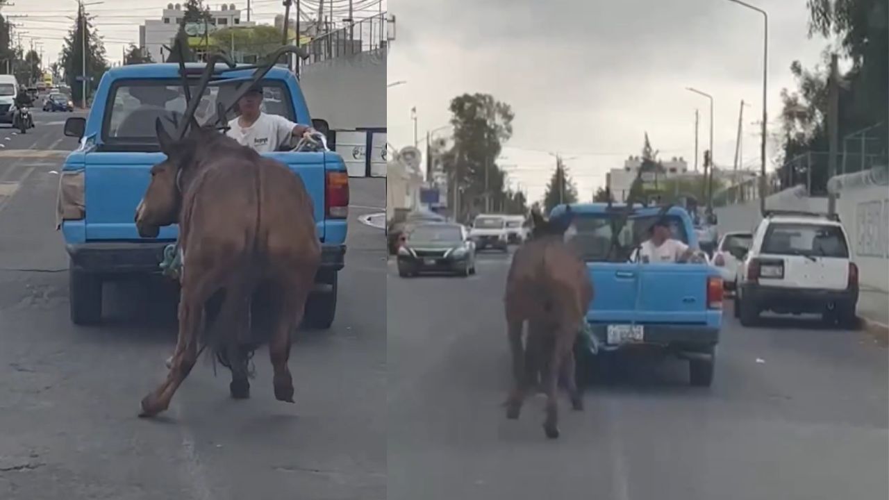 mula-puebla-