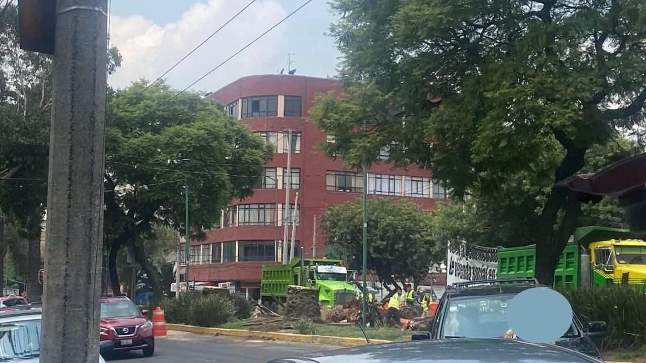 palmeras-dr-vertiz-cdmx