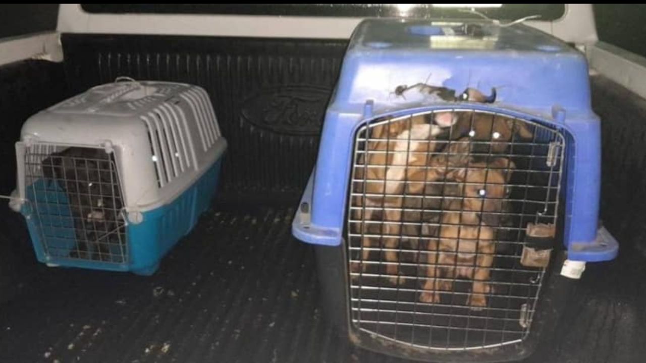 Multan-con-mas-de-un-millon-de-pesos-a-criadero-de-perros-en-NL