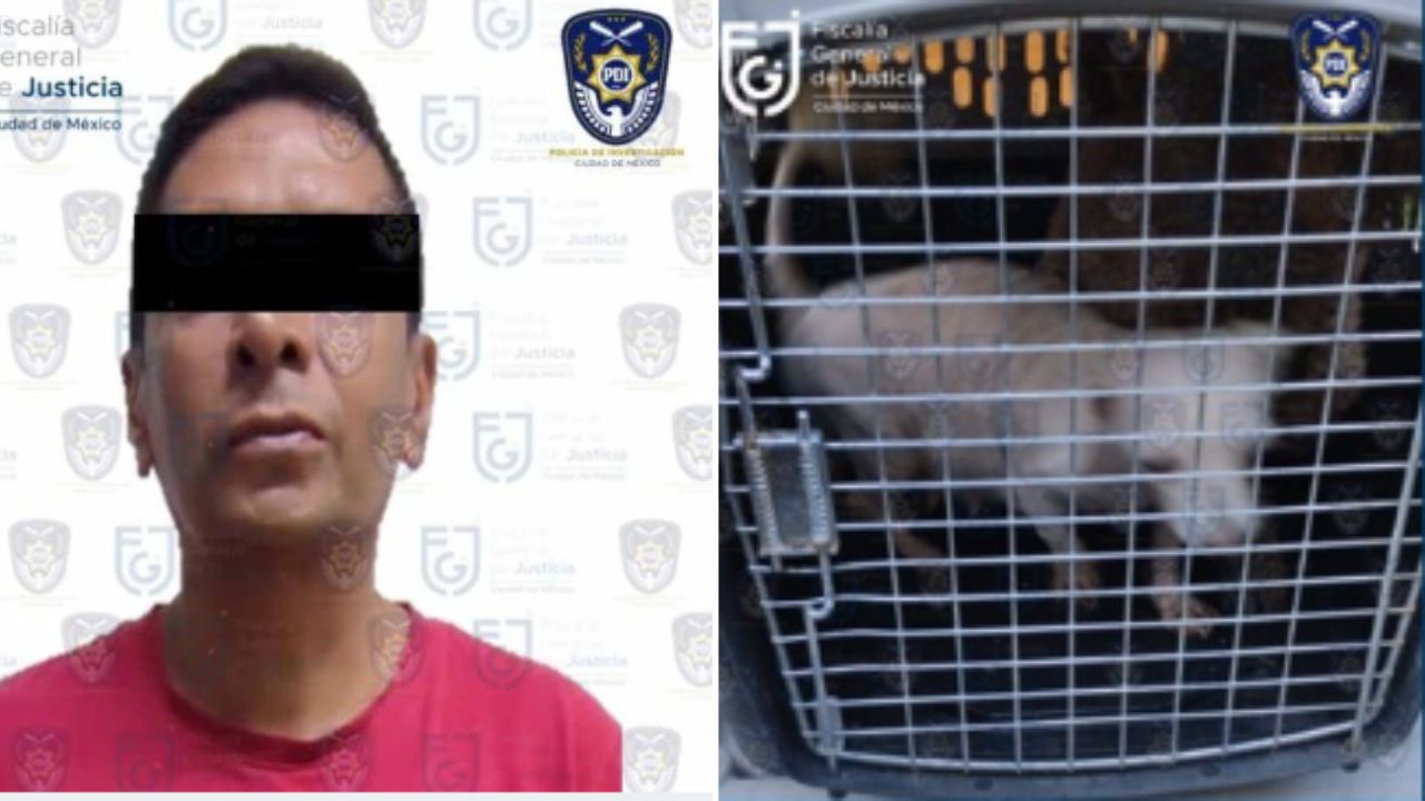 Rescatan-a-6-perritos-de-maltrato-en-la-Alvaro-Obregon-hay-un-detenido