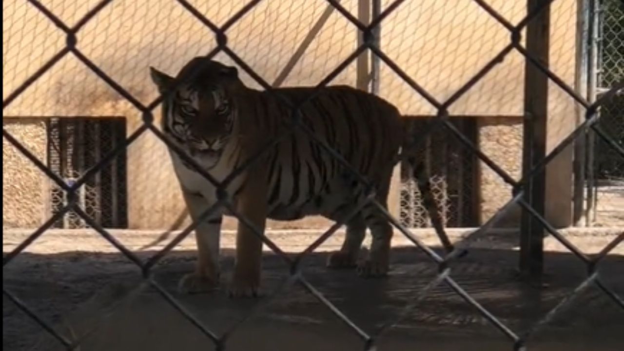 Tigre-ataca-a-trabajadora-de-la-Profepa-en-Garcia-Nuevo-Leon