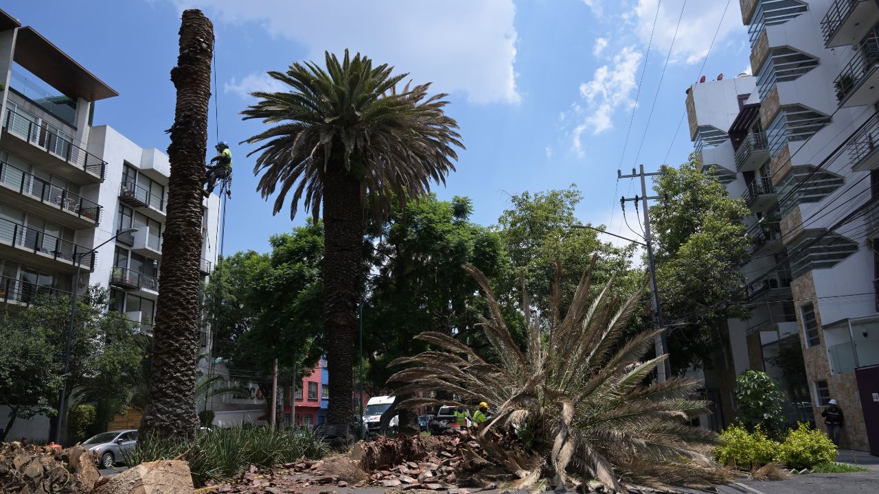 ciudad-mexico-pierde-palmeras-que-adornan-debido-temible-picudo-rojo