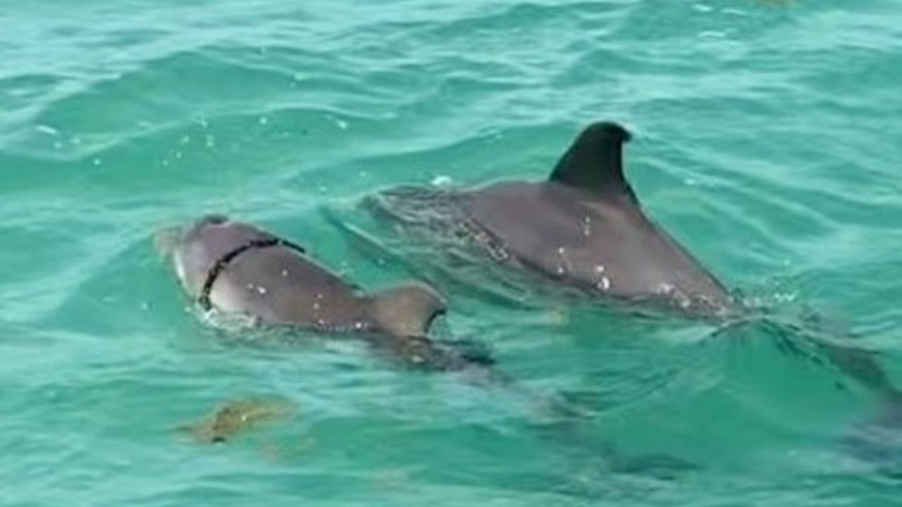 delfin-cuerda-quintana-roo