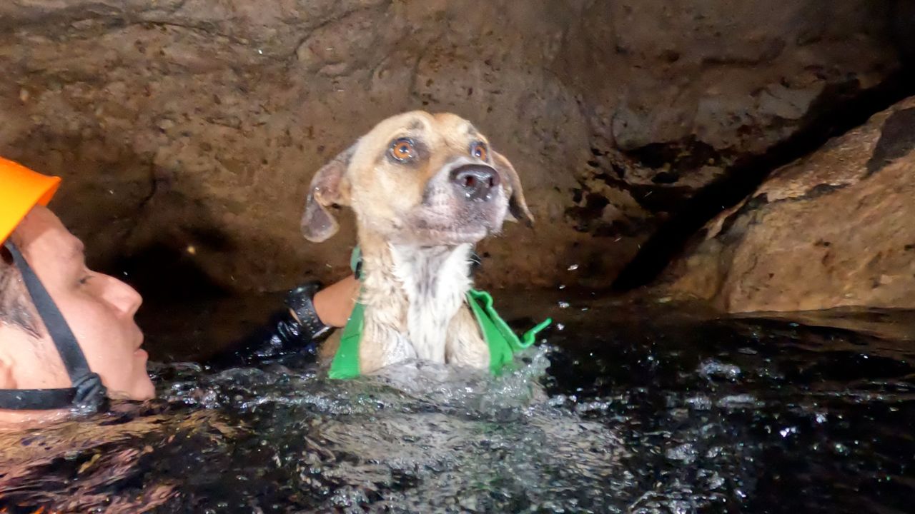 perrita-shakira-grutas-yucatan-