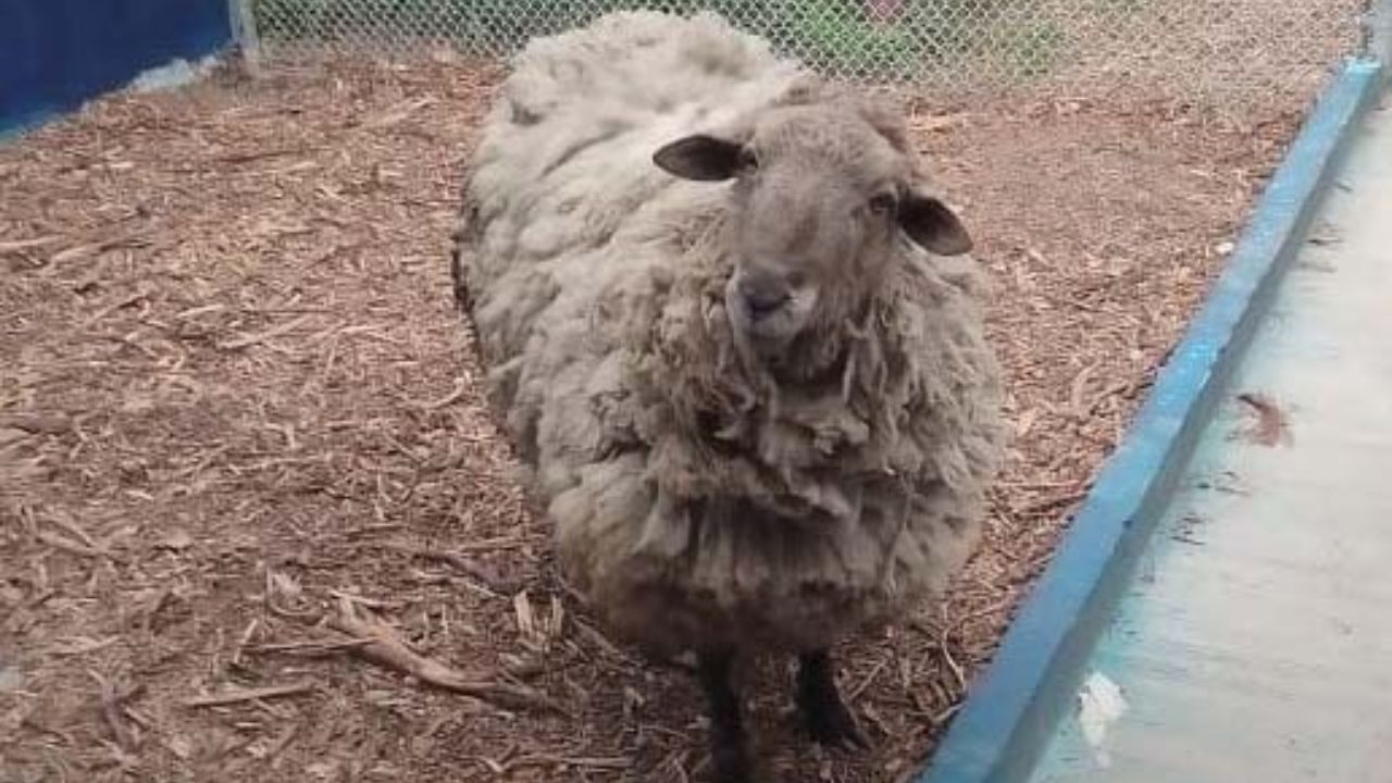 Diseno-sin-titulo-2023-09-06T122305.234