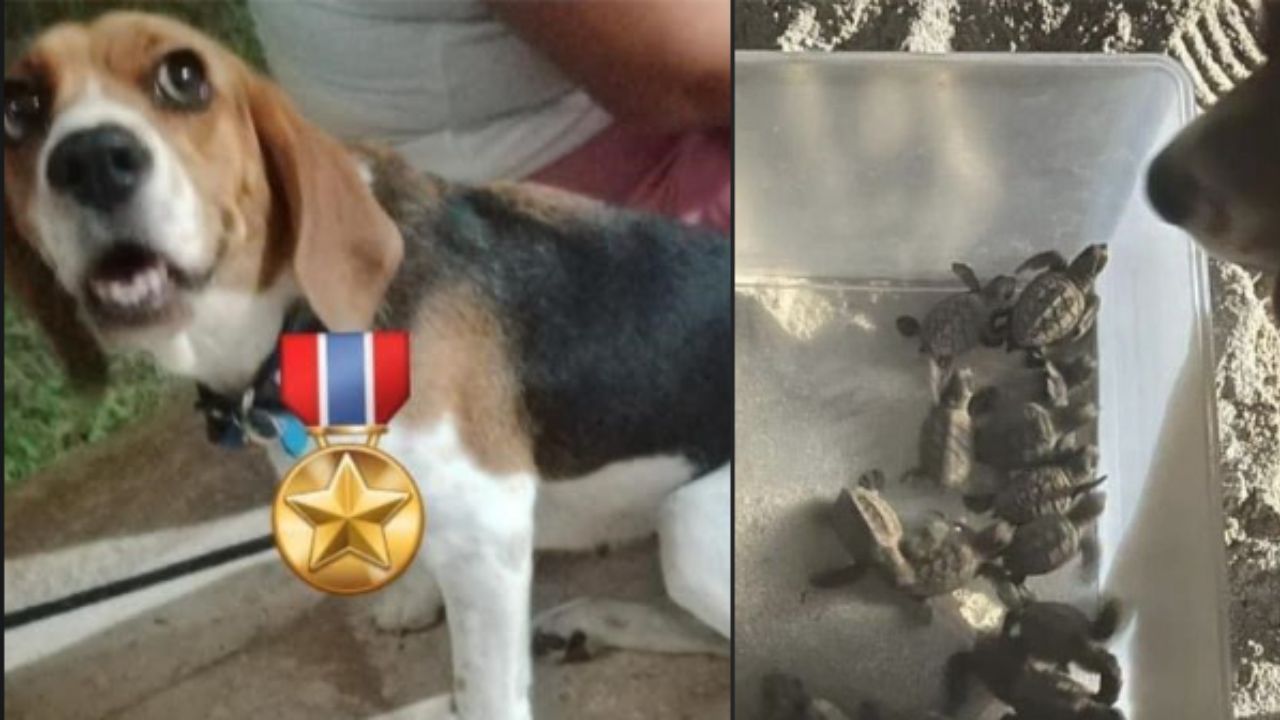 Perrita-ayuda-a-rescatar-a-76-tortugas-en-Chuburna-Yucatan