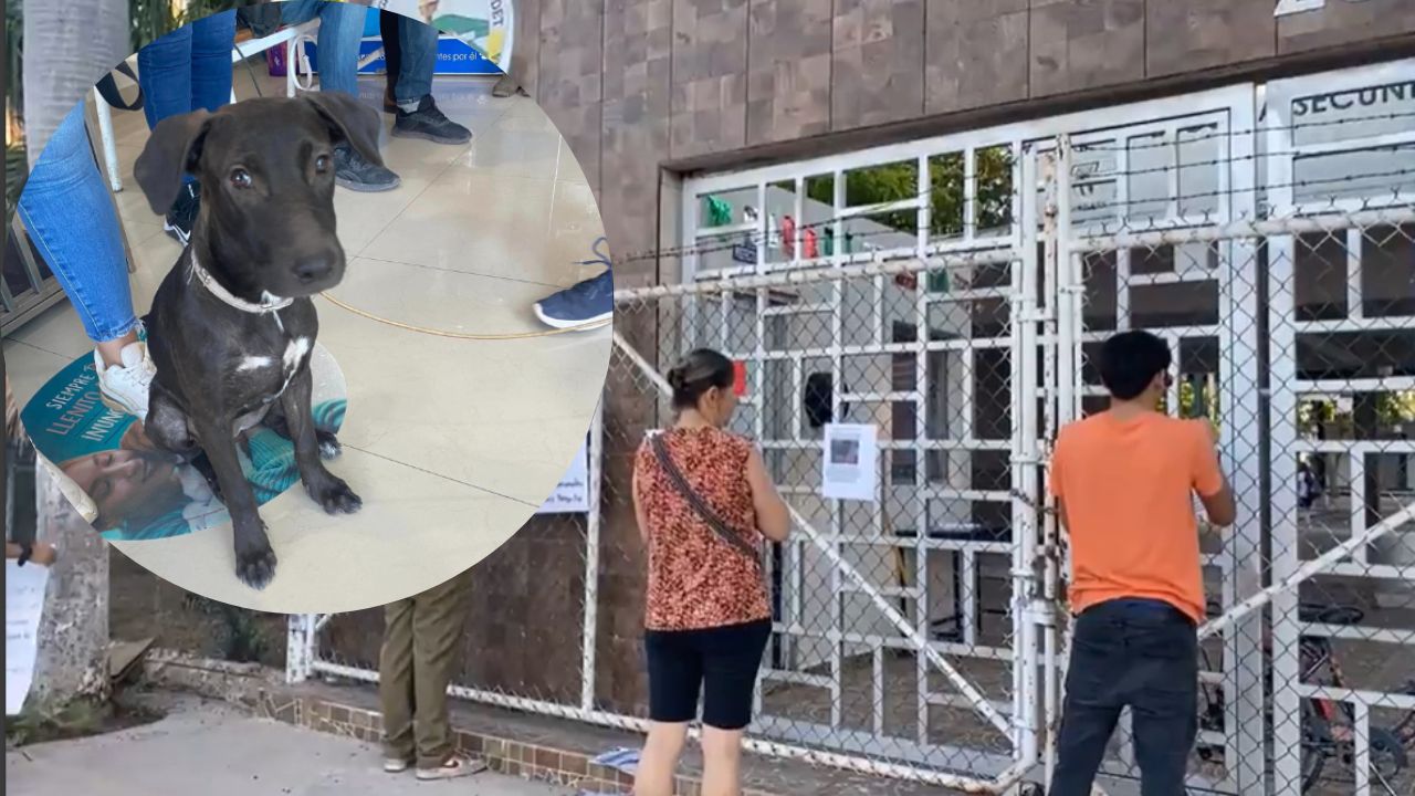 Perrita-es-abusada-sexualmente-por-alumnos-de-secundaria-en-Sinaloa