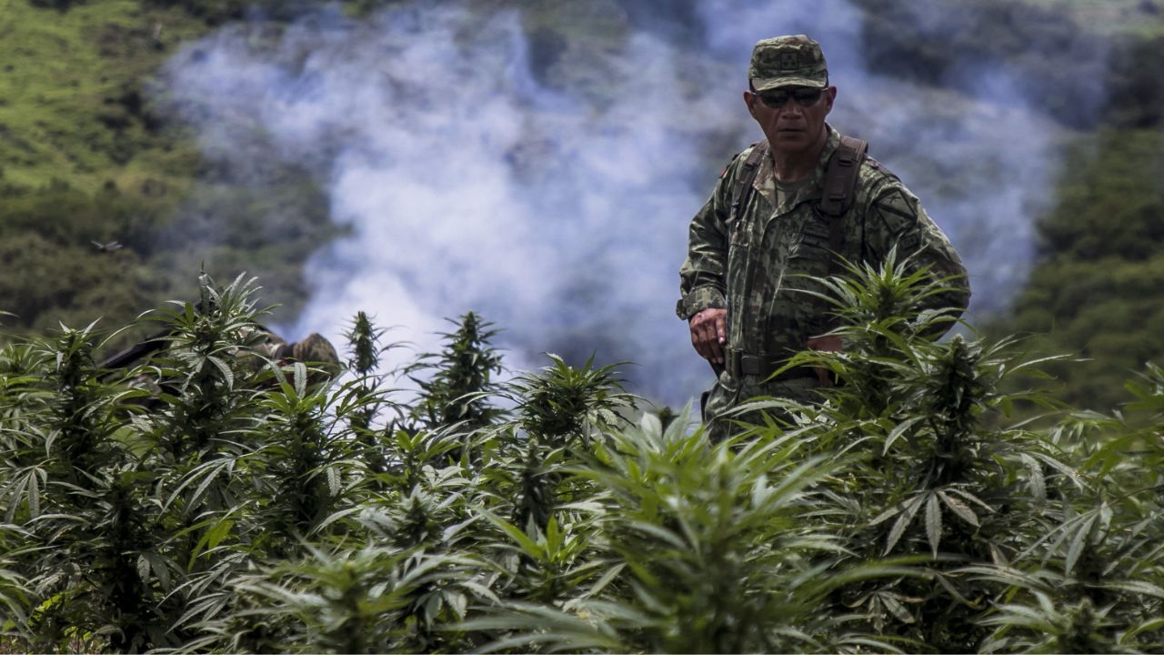 sedena-reporta-decomisos-record-marihuana-cocaina-2023