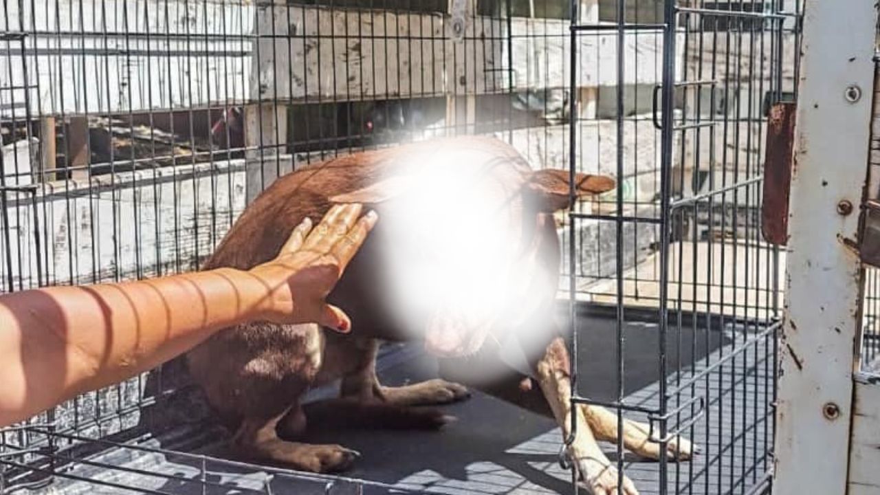 Machetean-a-perrito-y-agresor-huye-en-Veracruz