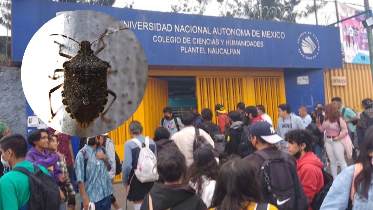 chinches-llegan-hasta-cch-suspenden-clases-por-fumigacion