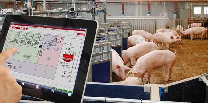 La industria porcícola de México garantiza su prestigio y sólida competencia mundial