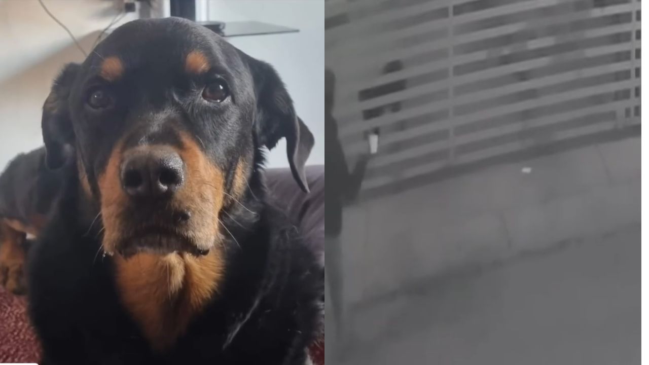 Video-Hombre-rocia-acido-a-perrito-en-Nogales-Sonora