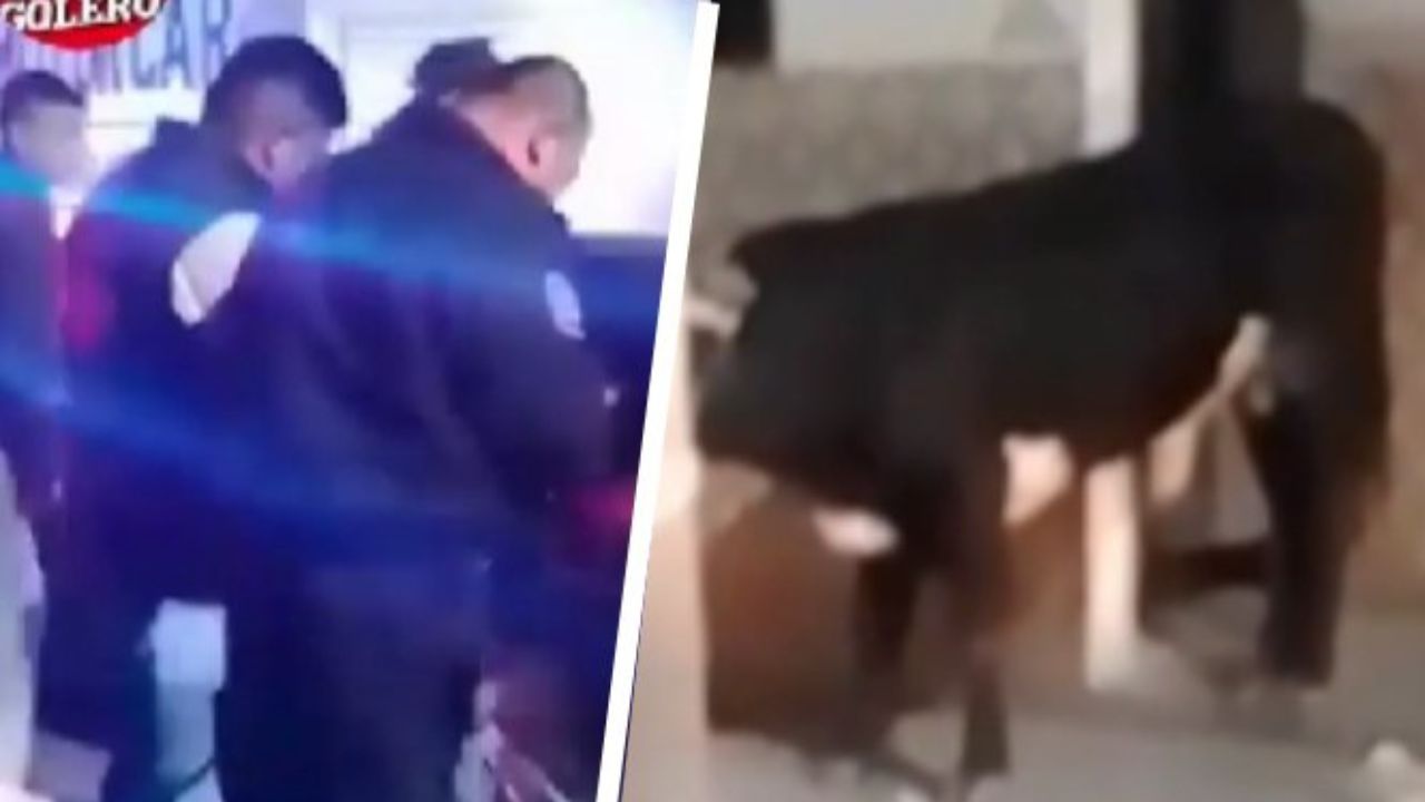 toro-Pachuca