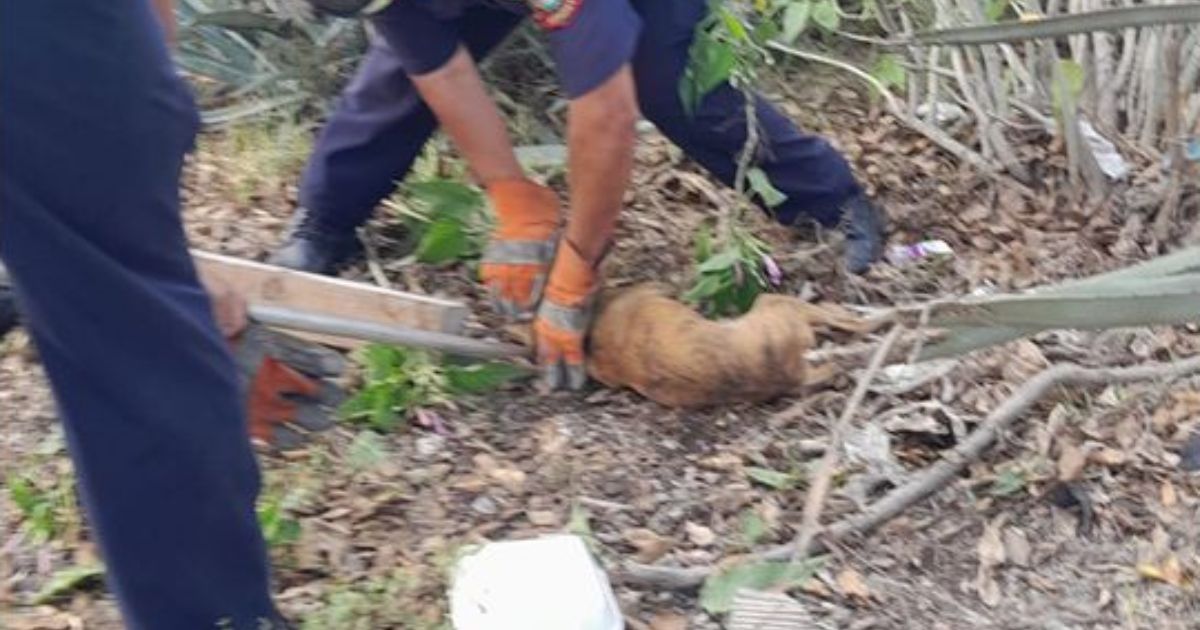 Rescatan-a-perrito-tras-quedar-atrapado-entre-plantas-de-agave-en-Yucatan