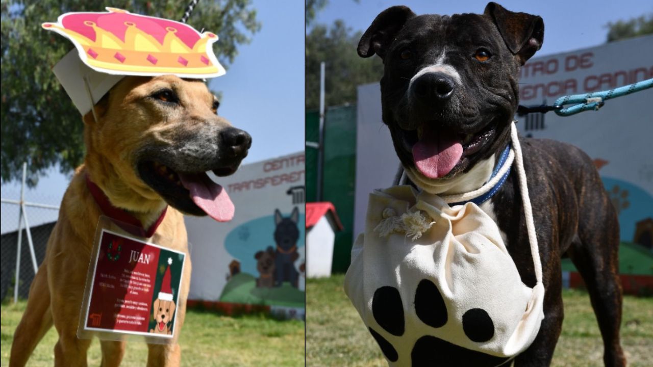 perritos-rescatados-del-metro-