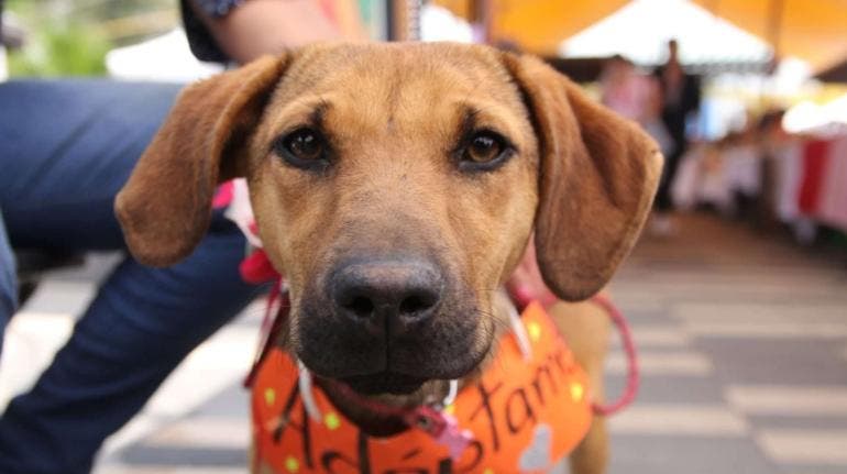 tlalpan-perros-gatos