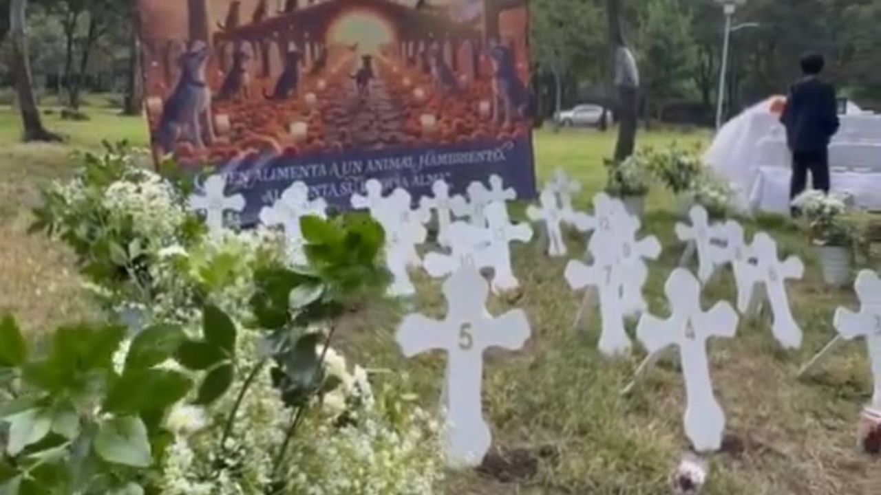 ofrenda-perritos-Bosque-de-Nativitas
