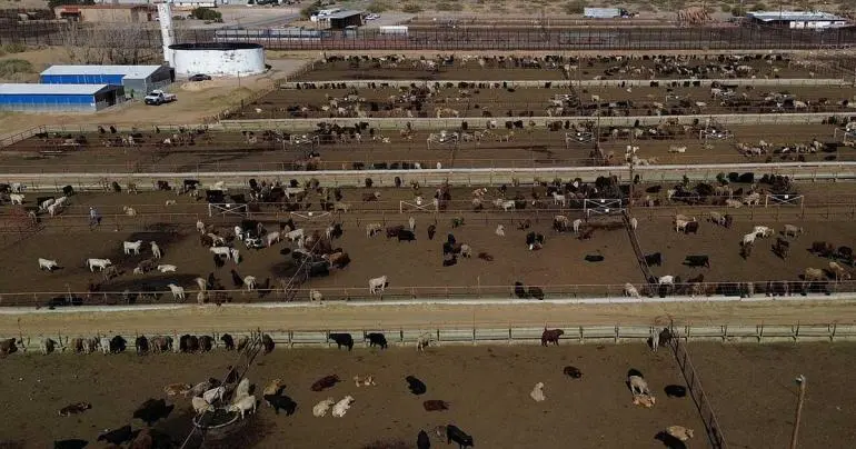 ganaderos-fronterizos