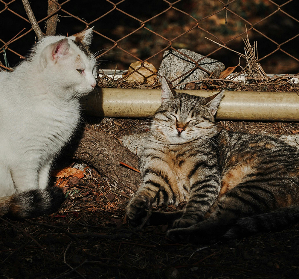 perros y gatos (11)